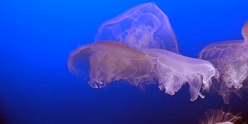 Méduse dans l'aquarium webcam - Monterey