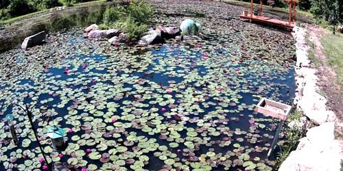 Lily pond in the Hudson Valley Webcam