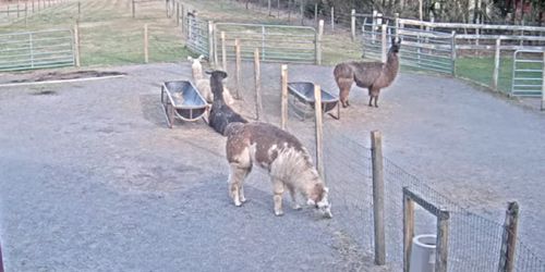 Llamas on the farm Webcam