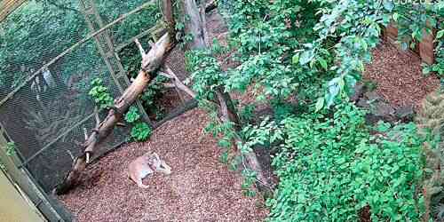 LIVE: Eurasian Lynx at Cherkasy Zoo - Cherkasy