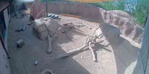 LIVE: El Paso Zoo Meerkats - El Paso