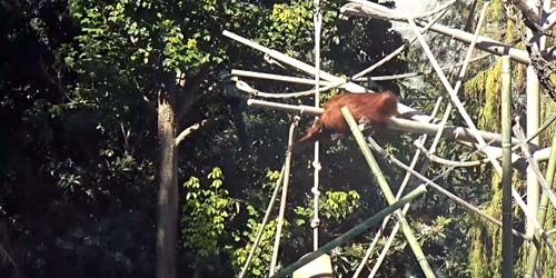 Monos en el zoológico Webcam