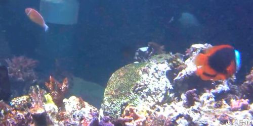 Aquarium national Webcam