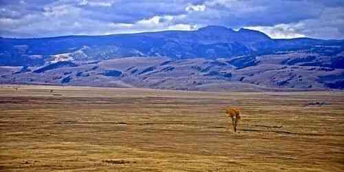 LIVE: National Elk Refuge - Jackson