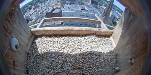 Falcon's nest webcam - Utica