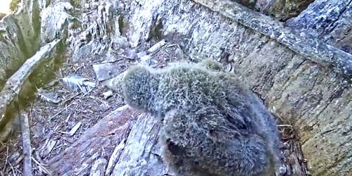 Nid de Condors webcam - Monterey