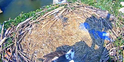 Nido de águila pescadora webcam - Richmond