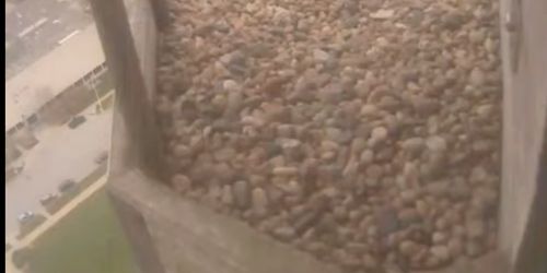 falcon's nest webcam - Lincoln