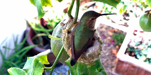 Nido de colibrí con pollitos webcam - Los Ángeles