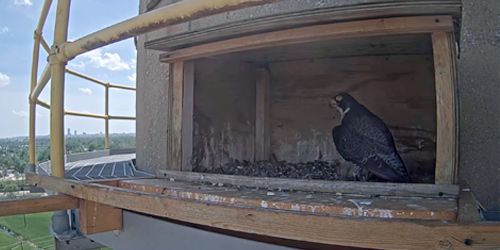 Falcon's nest, panorama from above webcam - Omaha
