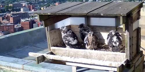Peregrine Falcon nest webcam - Providence