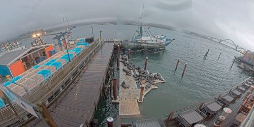 Quais des lions de mer de Newport Webcam