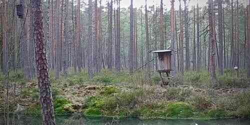 LIVE: Nuuksio Forest - Helsinki