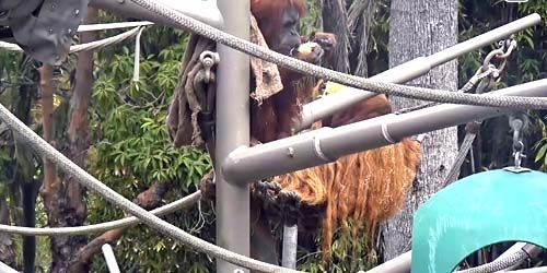 Orangutans at the zoo webcam - San Diego