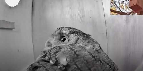 Owl nest in the suburbs of Plano Webcam