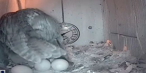 Owl nest at Big Oaks National Wildlife Refuge webcam - Indianapolis