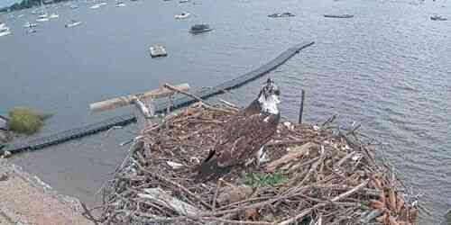 LIVE: Oyster Bay - Osprey Nest - New York