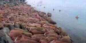 LIVE: Pacific Walrus Beach - Round Island - Anchorage