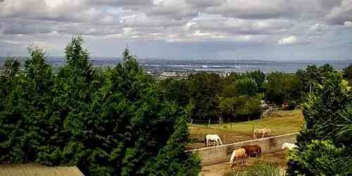 LIVE: Paddocks Riding Centre - Dublin