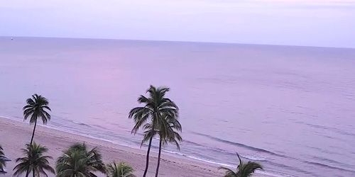 Sandy beach with palm trees Webcam