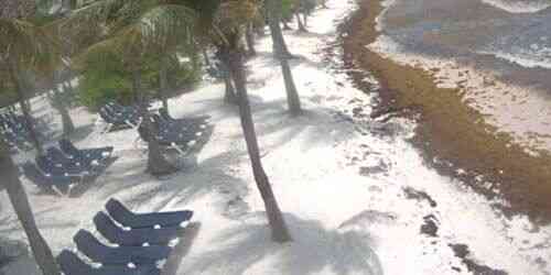 LIVE: Sun loungers among palm trees on Kantenah beach - Playa del Carmen