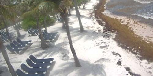 Chaises longues parmi les palmiers sur la plage de Kantenah Webcam