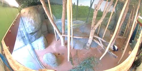 Panda en el zoológico webcam - Memphis