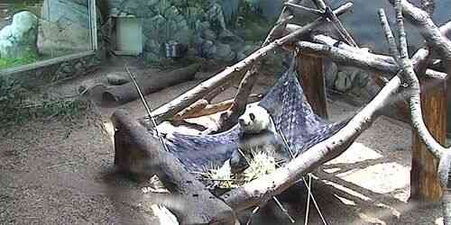 LIVE: Panda at the zoo - Atlanta