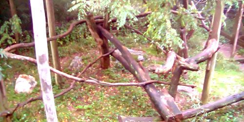 Pandas roux au zoo de Trevor Webcam