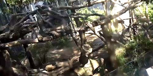 Koalas en el aviario del zoológico. webcam - San Diego