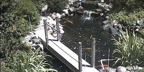 Lac avec carpes Koi dans le parc webcam - Chicago