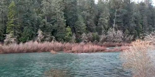 Jedediah Smith Redwoods State Park Webcam