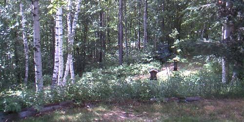 Senderos del bosque en Island Pond webcam - Montpelier