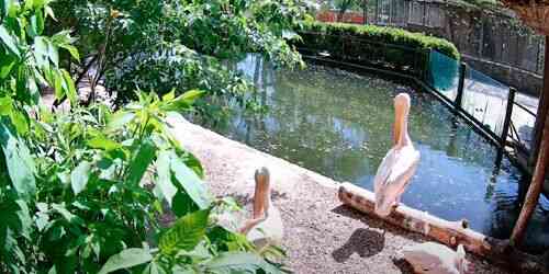 LIVE: Roshen Zoo Pelicans - Cherkasy