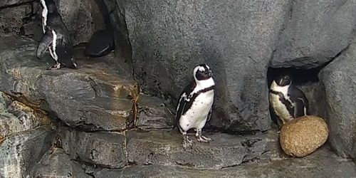 African penguins in the aquarium Webcam