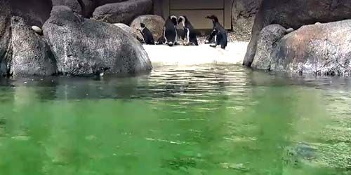 Penguins at the zoo webcam - San Diego