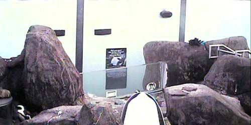 Pingüinos en el zoológico Webcam