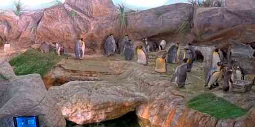 LIVE: Penguins at the Zoo - Saint-Louis