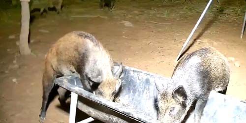 Mangeoire en forêt pour sangliers et cochons sauvages Webcam