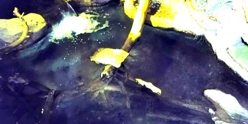 Platypus at the zoo Webcam