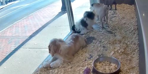 Puppies on the showcase of a pet store Webcam