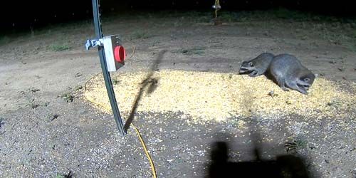 Mapaches y otros roedores en el comedero en el bosque. webcam - Dallas