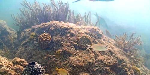 Arrecife de coral en el fondo del mar Webcam