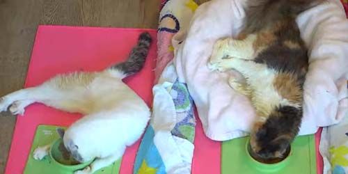 Refugio para gatos, rescate de gatitos sin hogar webcam - Los Ángeles