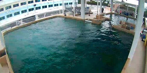 Plataforma de rescate en el acuario marino webcam - Clearwater