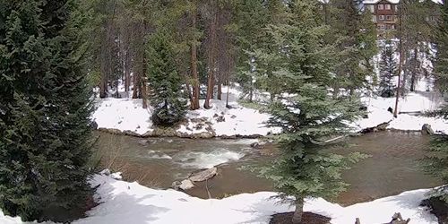 Río de montaña en un hermoso bosque webcam - Breckenridge
