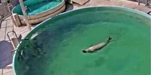 LIVE: Ocean Sciences Seal Facility - St. John’s