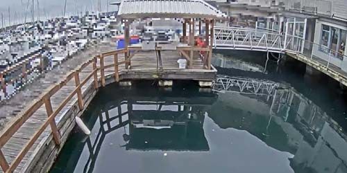 Alimentando a las focas webcam - Nanaimo