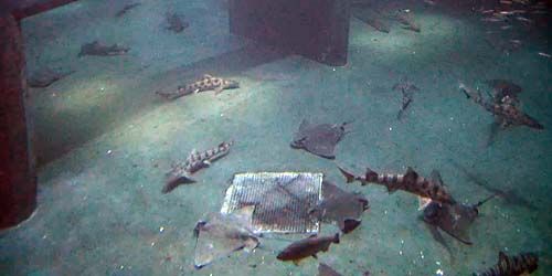 Requins à l'aquarium de la côte de l'Oregon webcam - Newport