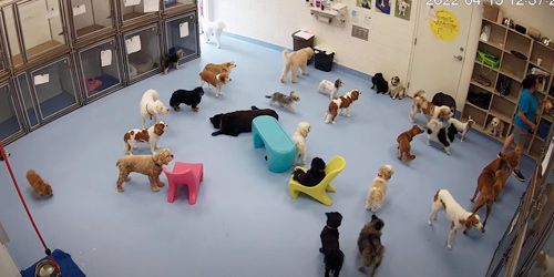 Dog shelter webcam - New York